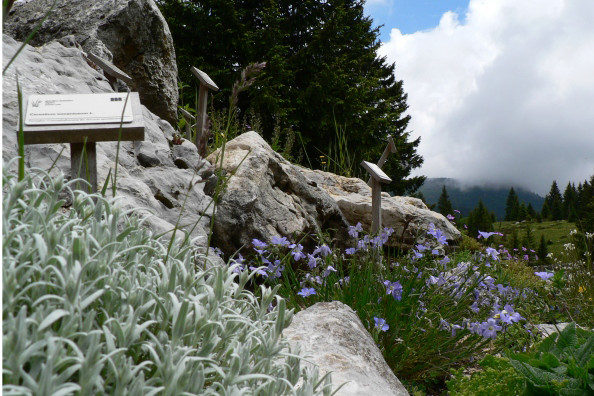 Il Giardino botanico alpino di Passo Coe