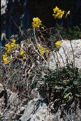 Brassica repanda subsp. baldensis