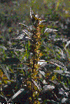 Acalypha virginica