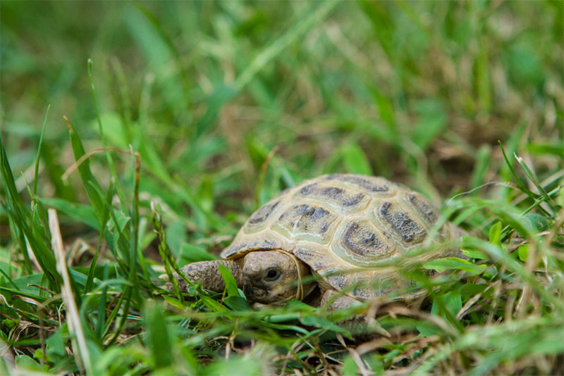 Testuggine a Sperimentarea | Foto F. Pedrazza