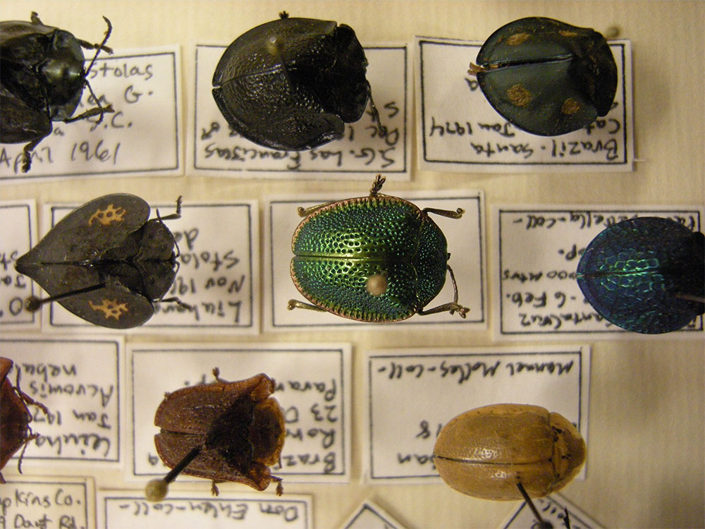 entomology entomology