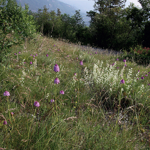 Alla scoperta delle orchidee spontanee del Trentino meridionale