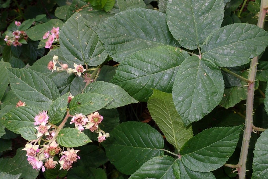 Rubus Rubus