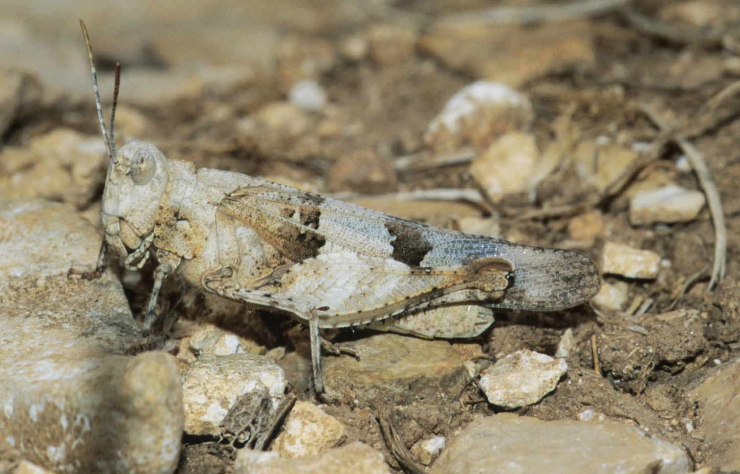 La nuova specie Oedipoda cynthiae La nuova specie Oedipoda cynthiae
