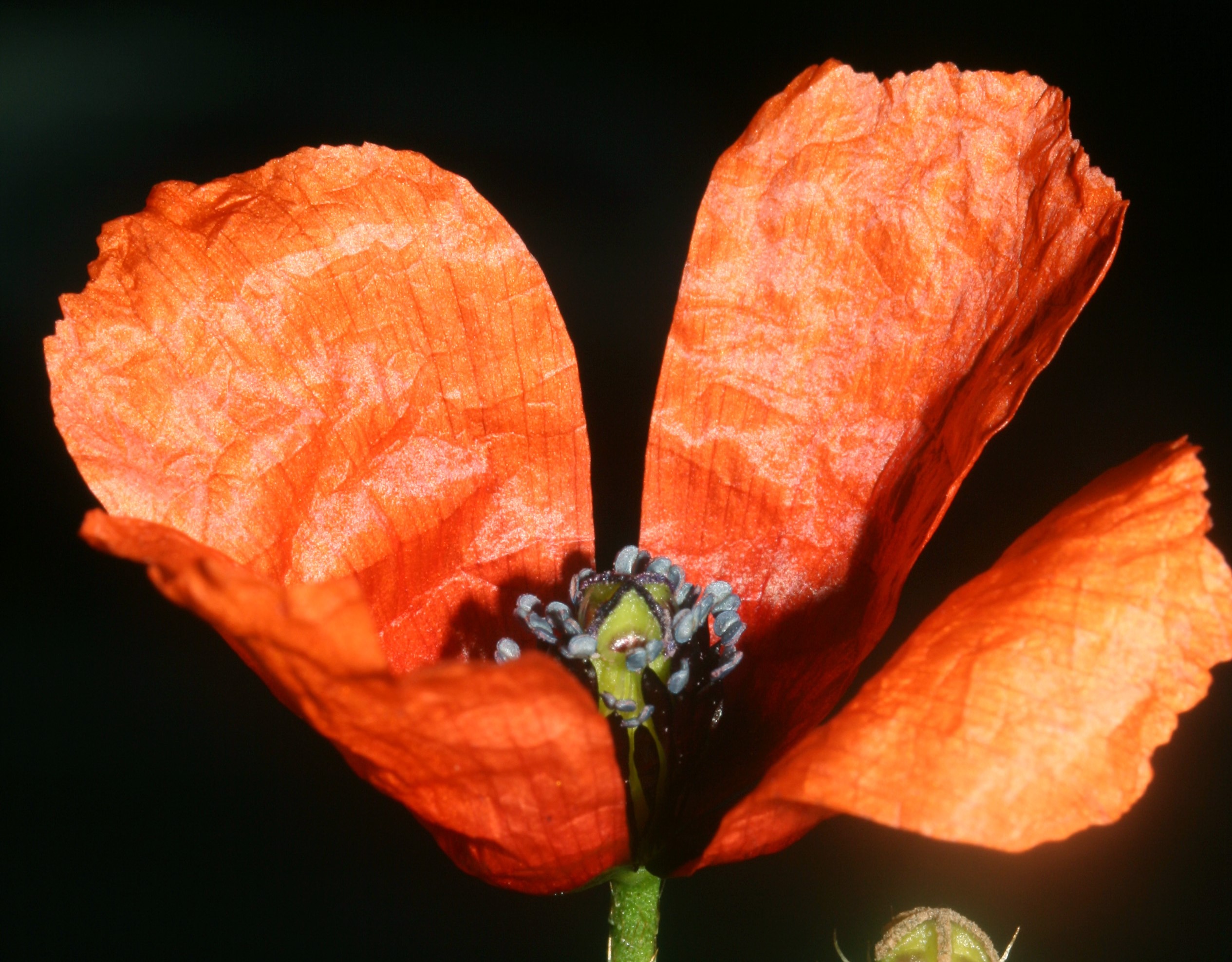 papaver papaver