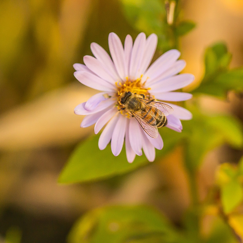 Le api e i cambiamenti climatici | aperitivo scientifico