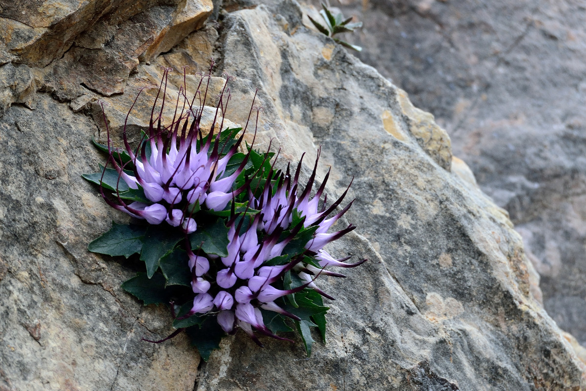 Physoplexis comosa raponzolo di roccia foto Tomasi