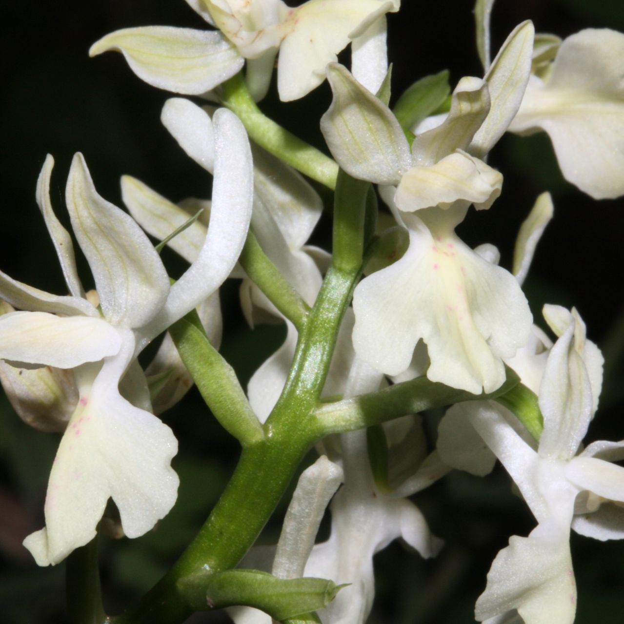 Le orchidee di Talpina 2