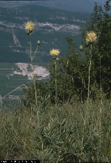 BAM0437_13.jpg - Centaurèa alpina