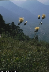 BAM0437_15.jpg - Centaurèa alpina