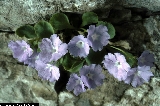 BAM0542_12.jpg - Primula recubariensis