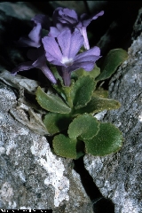 BAM0543_03.jpg - Primula recubariensis