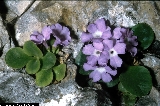 BAM0543_14.jpg - Primula recubariensis