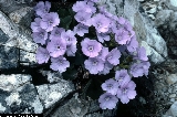 BAM0686_10.jpg - Primula recubariensis