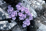 BAM0686_15.jpg - Primula recubariensis