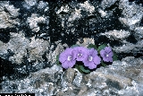 BAM0687_01.jpg - Primula recubariensis