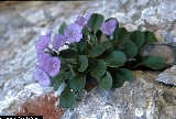 BAM0687_03.jpg - Primula recubariensis