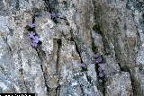 BAM0772_07.jpg - Primula recubariensis
