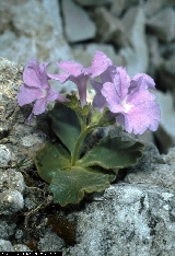 BAM0772_10.jpg - Primula recubariensis