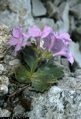 BAM0772_11.jpg - Primula recubariensis