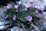 BAM0772_16.jpg - Primula recubariensis