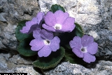 BAM0772_19.jpg - Primula recubariensis