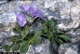 BAM0773_06.jpg - Primula recubariensis