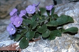 BAM0773_10.jpg - Primula recubariensis
