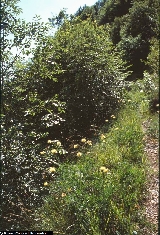 BAM1313_05_Centaurea_alpina.jpg
