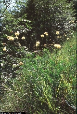 BAM1313_10_Centaurea_alpina.jpg