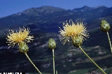 BAM1314_02_Centaurea_alpina.jpg