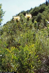 BAM1314_13_Centaurea_alpina.jpg