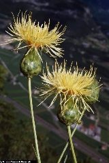 BAM1314_15_Centaurea_alpina.jpg