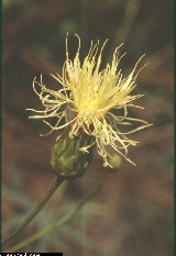 Centaurea alpina