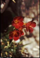 BAP0073_19_Primula_auricula_X_recubariensis.jpg