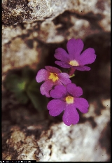 BAP0073_20_Primula_auricula_X_recubariensis.jpg