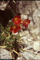 BAP0422_03_Primula_auricula_X_recubariensis