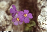 BAP0423_02_Primula_auricula_X_recubariensis