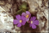 BAP0423_03_Primula_auricula_X_recubariensis