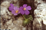 BAP0423_06_Primula_auricula_X_recubariensis