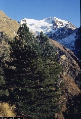 Pinus cembra Pinus cembra