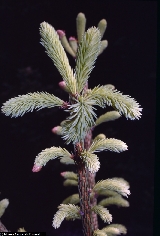 Picea abies