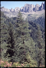 Pinus cembra Pinus cembra