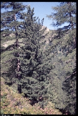 Pinus cembra Pinus cembra