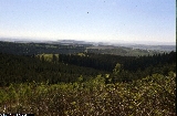 Picea abies