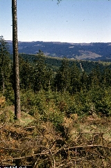 Picea abies