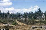 Bosco di Picea abies