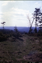 Bosco di Picea abies