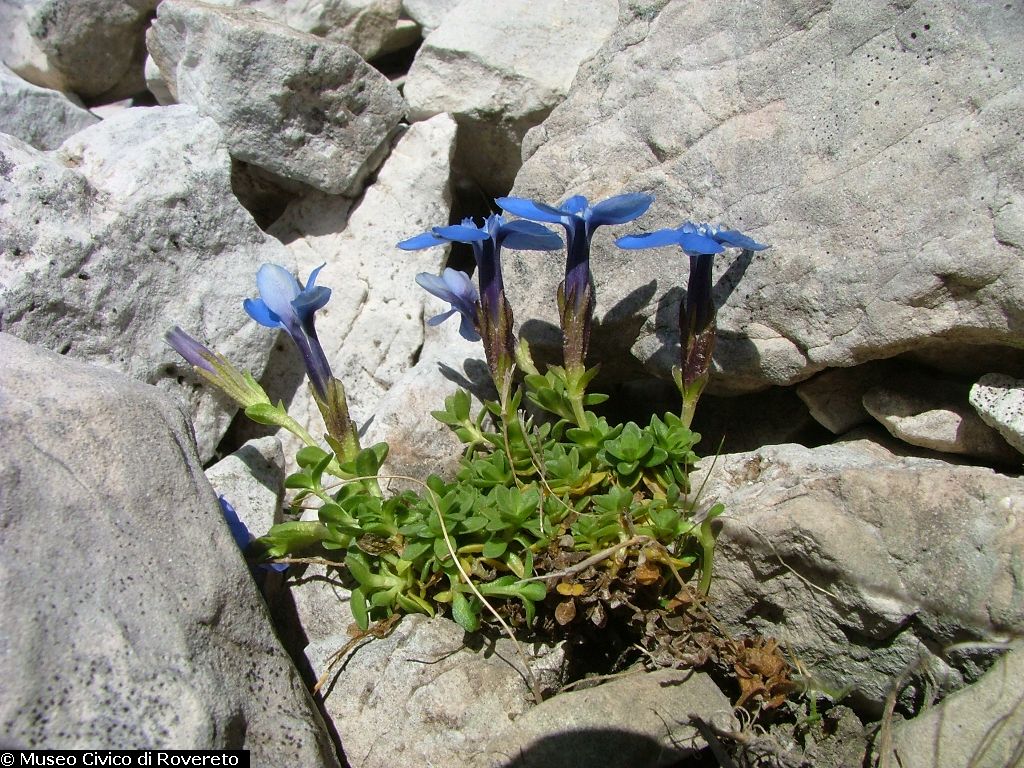 Gentiana brentae (foto Alessio Bertolli)