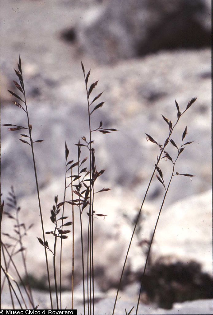 Festuca austrodolomitica (foto Filippo Prosser)